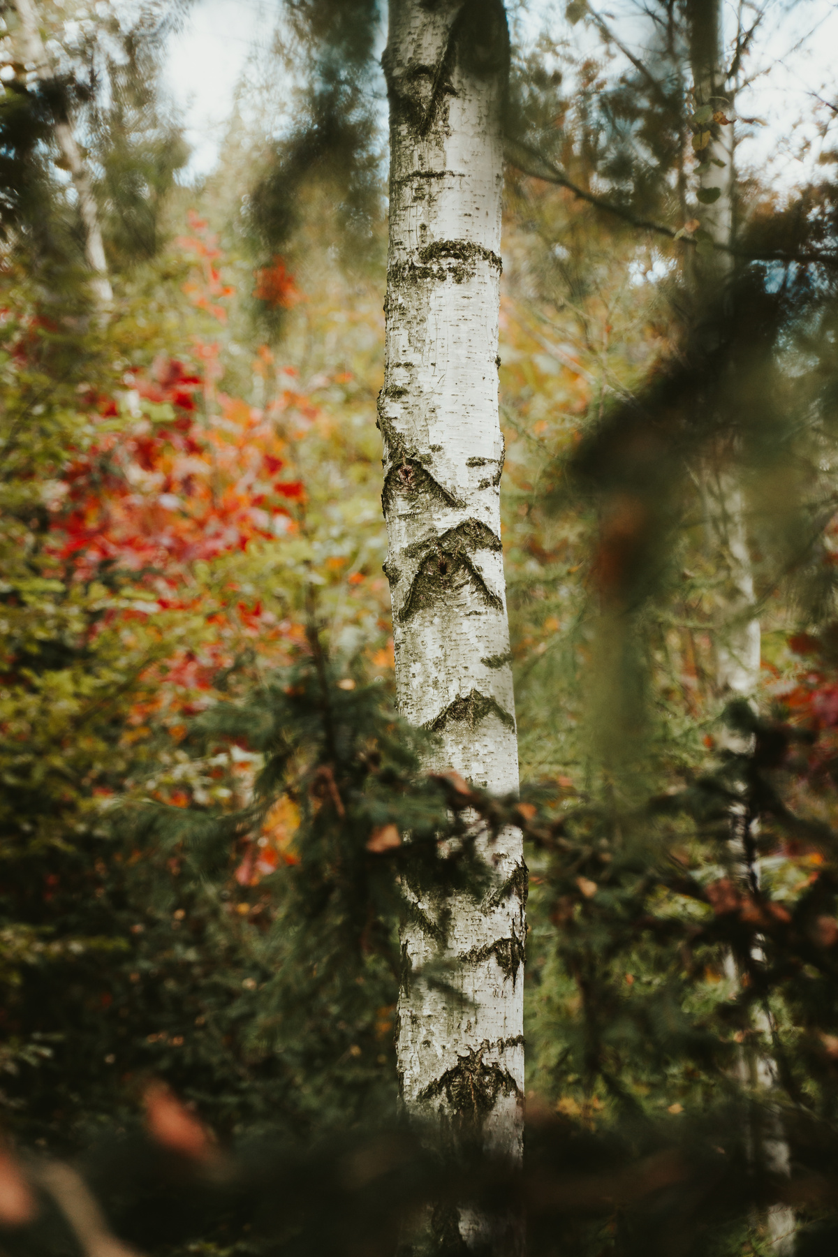 Birch Tree in Autumn Forest 